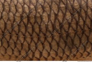 fish scales 0001